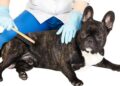 Minimize french bulldog shedding: tips from Alpharetta Frenchies Breeder