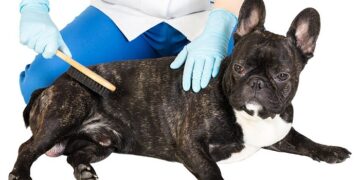 Minimize french bulldog shedding: tips from Alpharetta Frenchies Breeder