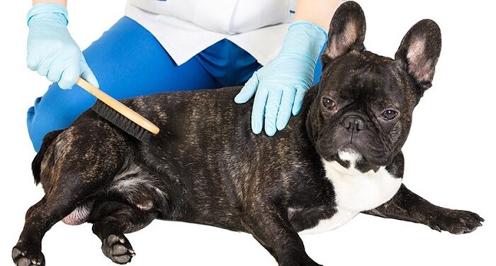 Minimize french bulldog shedding: tips from Alpharetta Frenchies Breeder