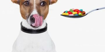 Предостережения и советы по использованию витаминов и добавок для собак