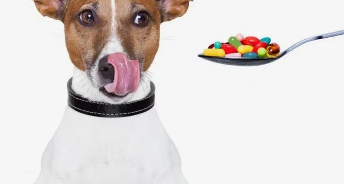 Предостережения и советы по использованию витаминов и добавок для собак