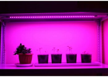 Фітосвітильники: ефективний спосіб росту овочевої розсади навесні