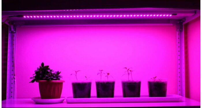 Фітосвітильники: ефективний спосіб росту овочевої розсади навесні