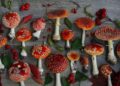 The field of application of dried fly agaric