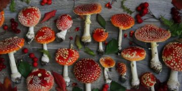 The field of application of dried fly agaric