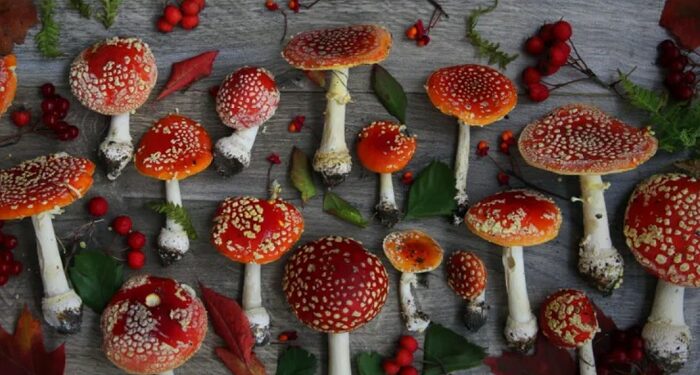 The field of application of dried fly agaric