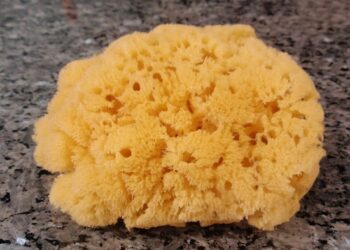 Nature’s underwater filters: the remarkable world of natural sea sponges