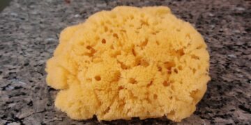 Nature’s underwater filters: the remarkable world of natural sea sponges