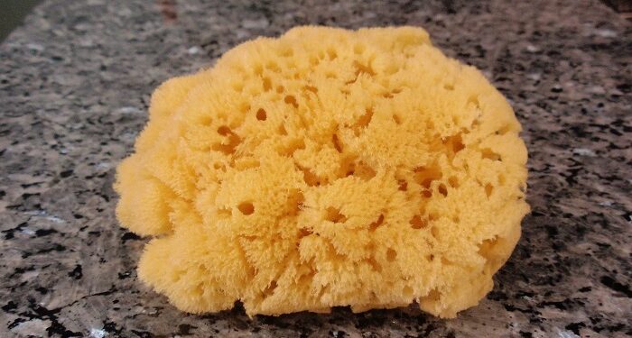 Nature’s underwater filters: the remarkable world of natural sea sponges