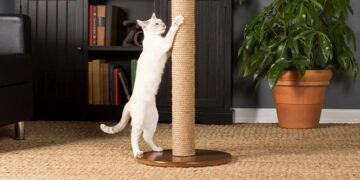 Зачем кошкам когтеточки и как выбрать лучшую для вашего питомца